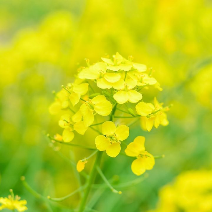 natural-gf98e46a9b_1920